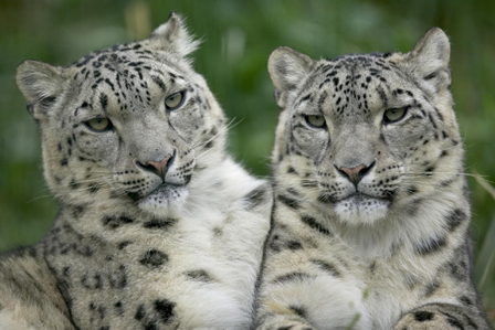 snow leopard pictures. Snow Leopard